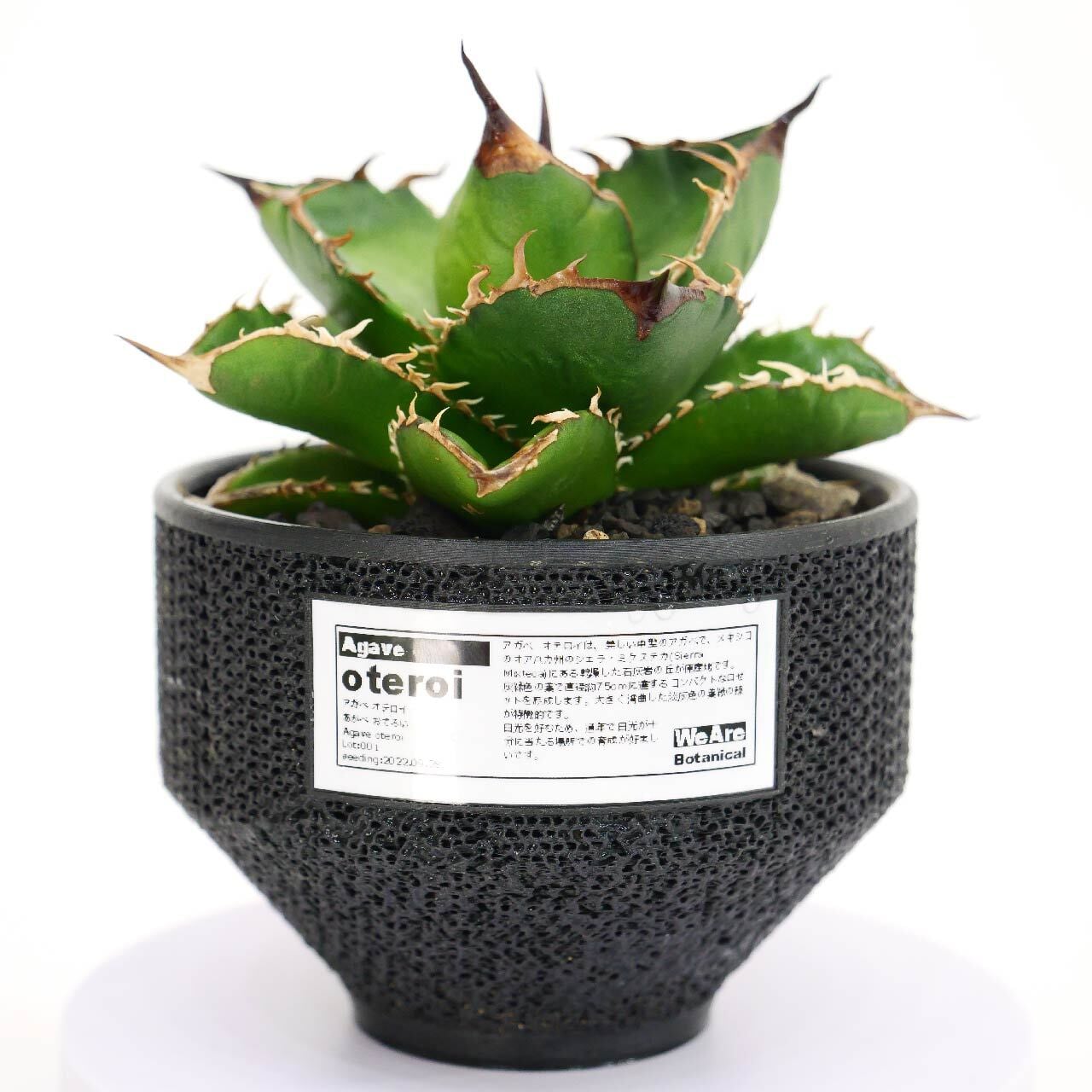 アガベ・オテロイ(Lot.001～003)Agave Oteroi | WeAreBotanical