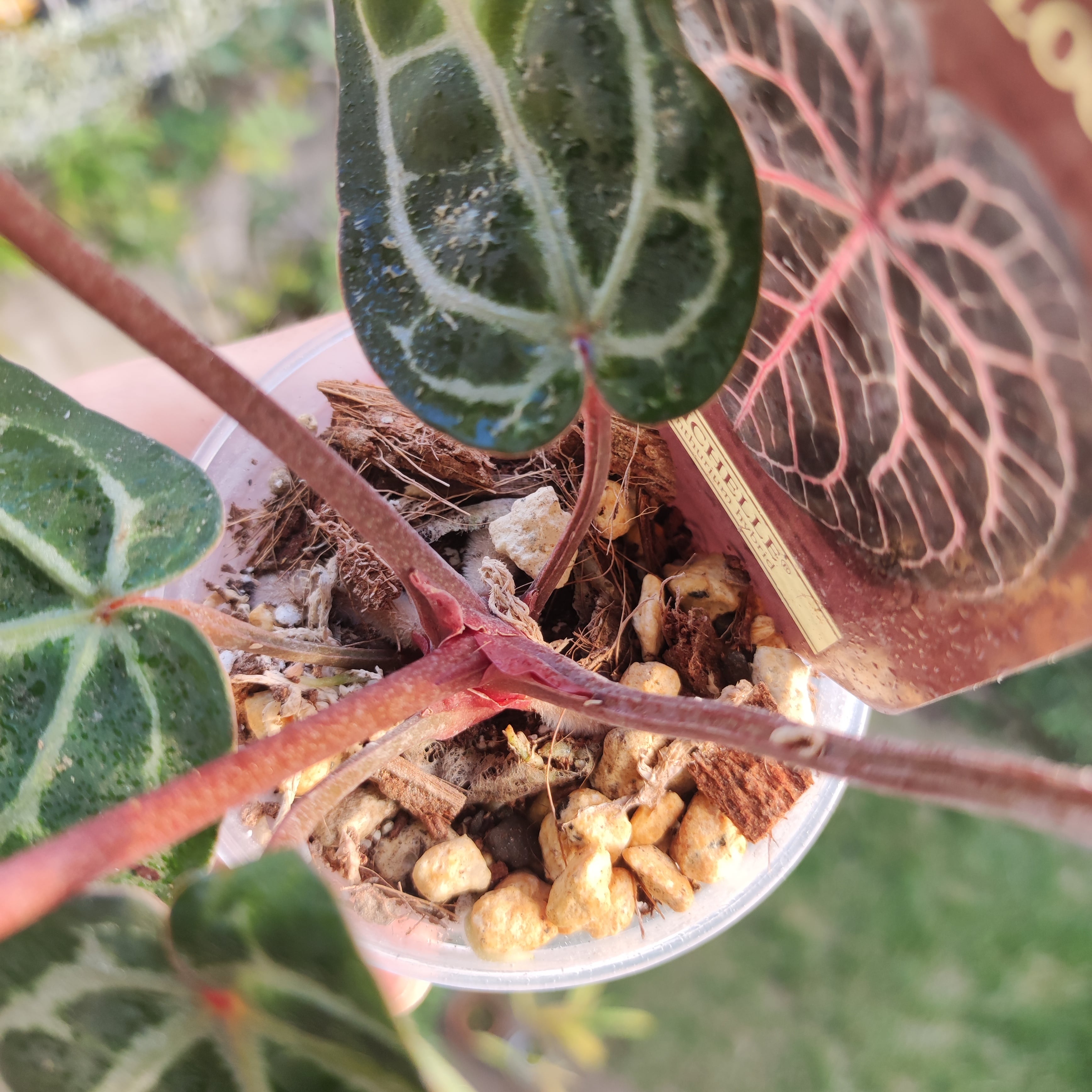 希少】Anthurium 'Michelle' / アンスリウム・ミシェル / 観葉植物