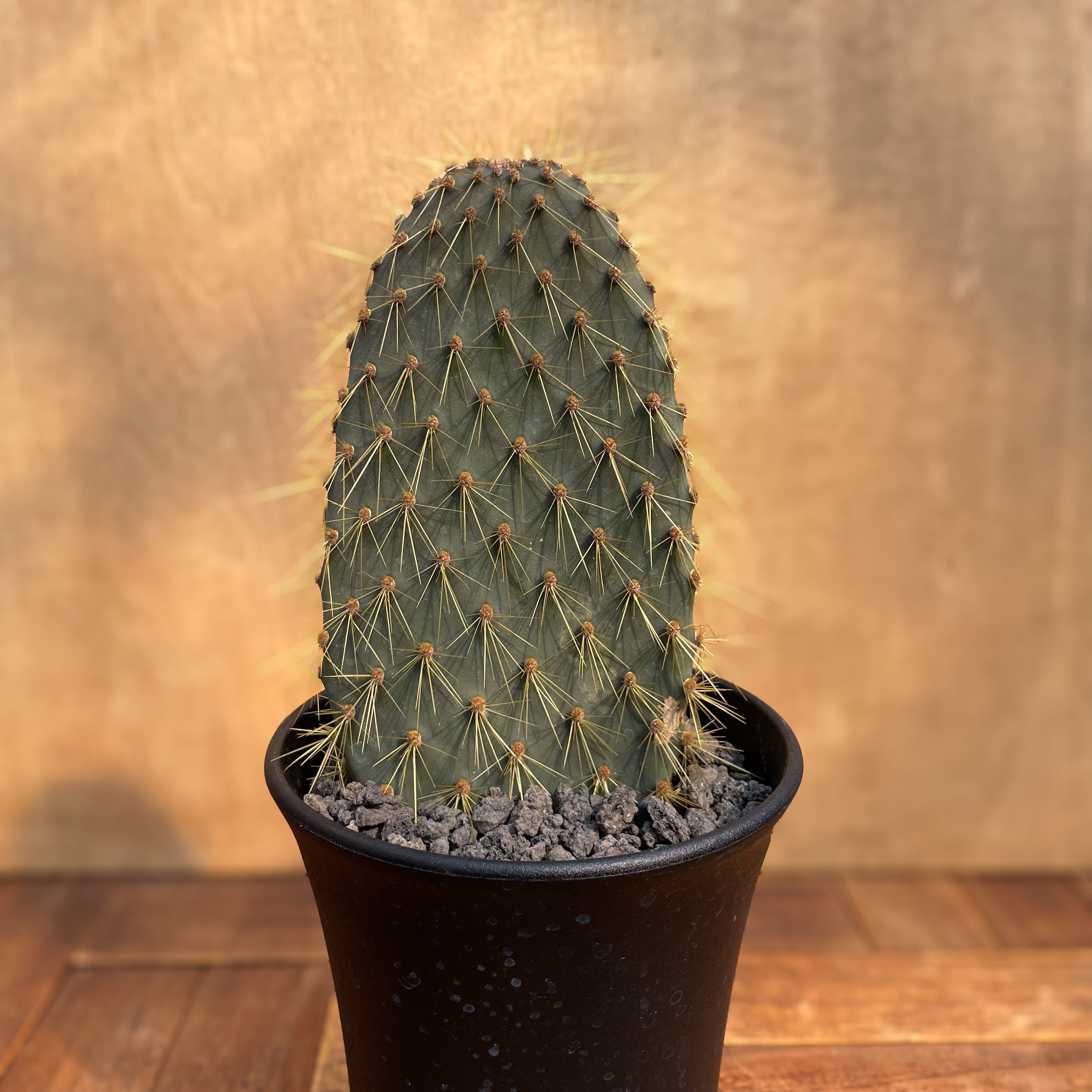 Opuntia galapageia【オプンチア・ガラパゲイア・黄刺】 | RIMO'S