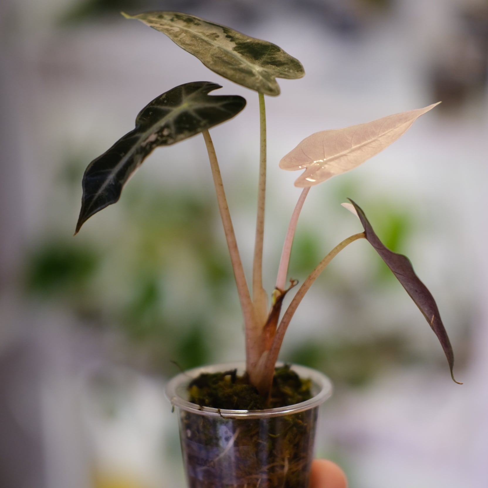 アロカシア バンビーノ ピンク/ Alocasia bambino Pink⑮│観葉植物