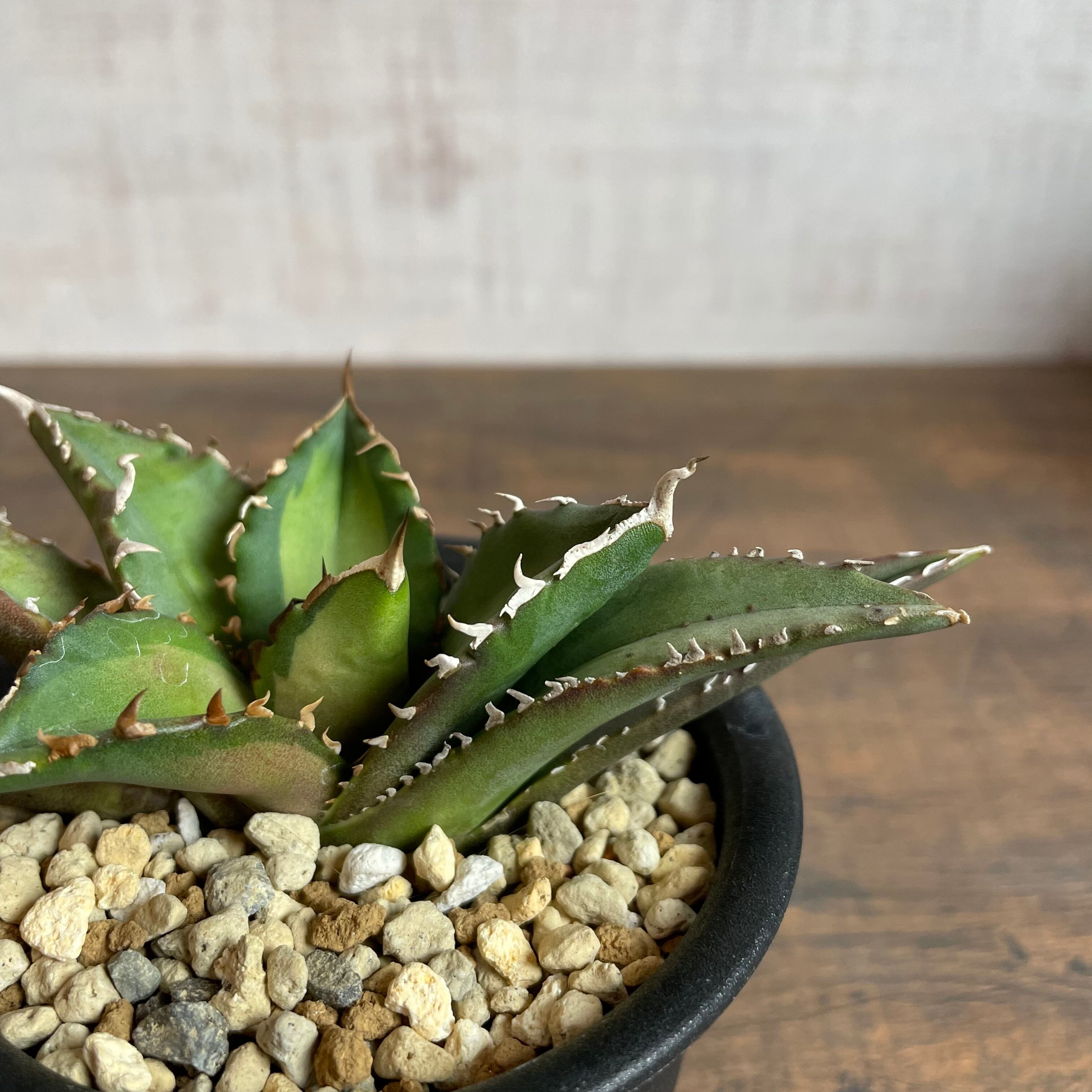 Agave titanota ''夕映厳龍'' 子株 / 輸入株 / 3号 /アガベ チタノタ
