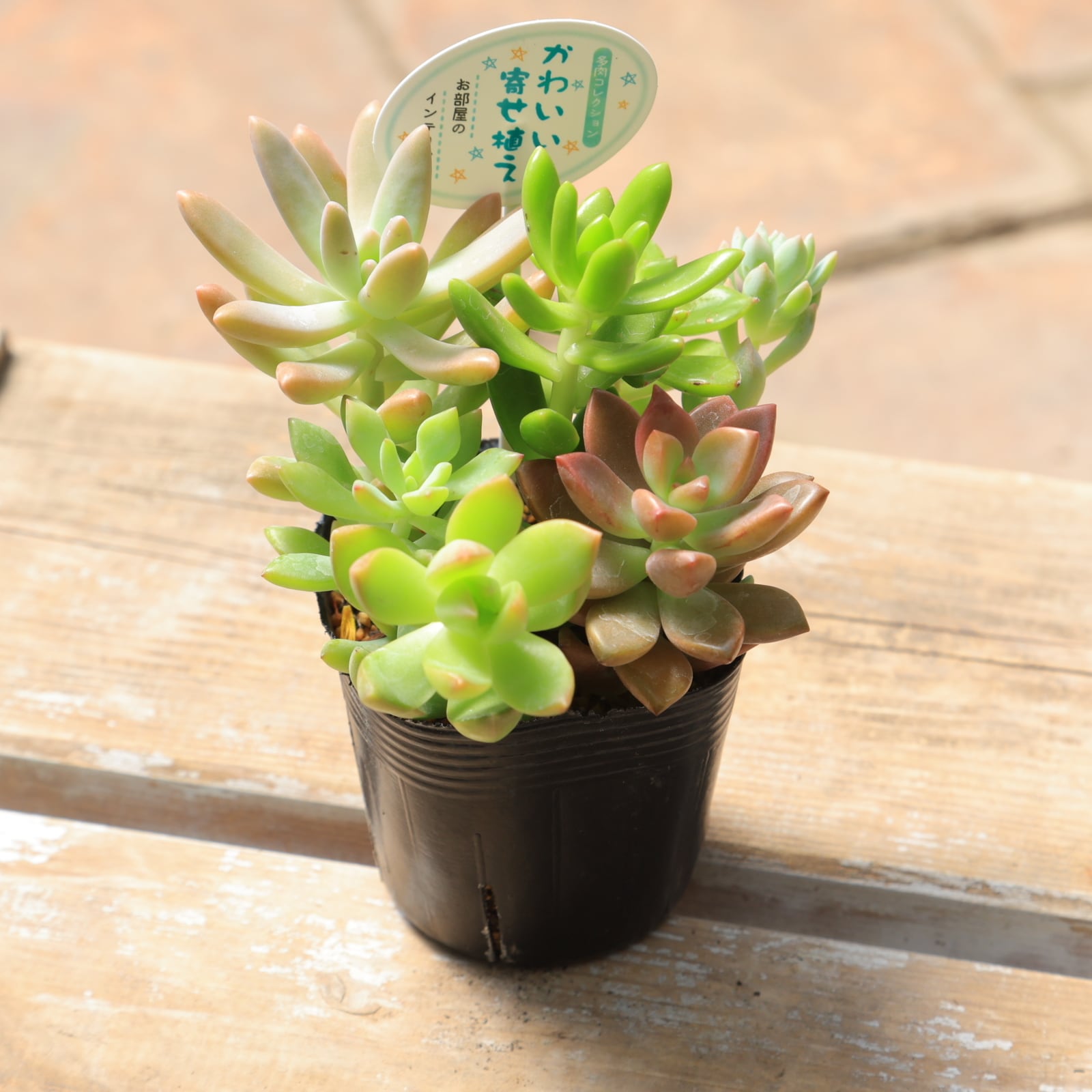 多肉植物 寄せ植え○多肉 そのまま飾れて増やせる 2.5号 | 【公式