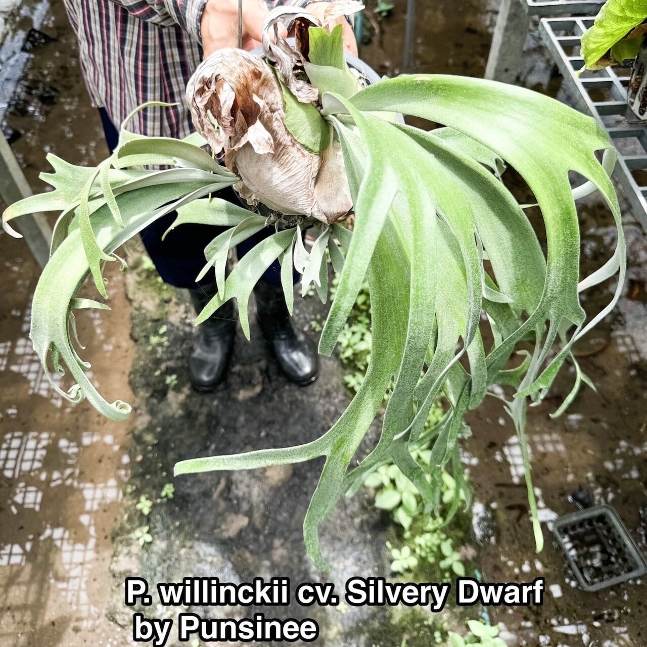 P. willinckii cv. Silvery Dwarf (pup) | naturefix