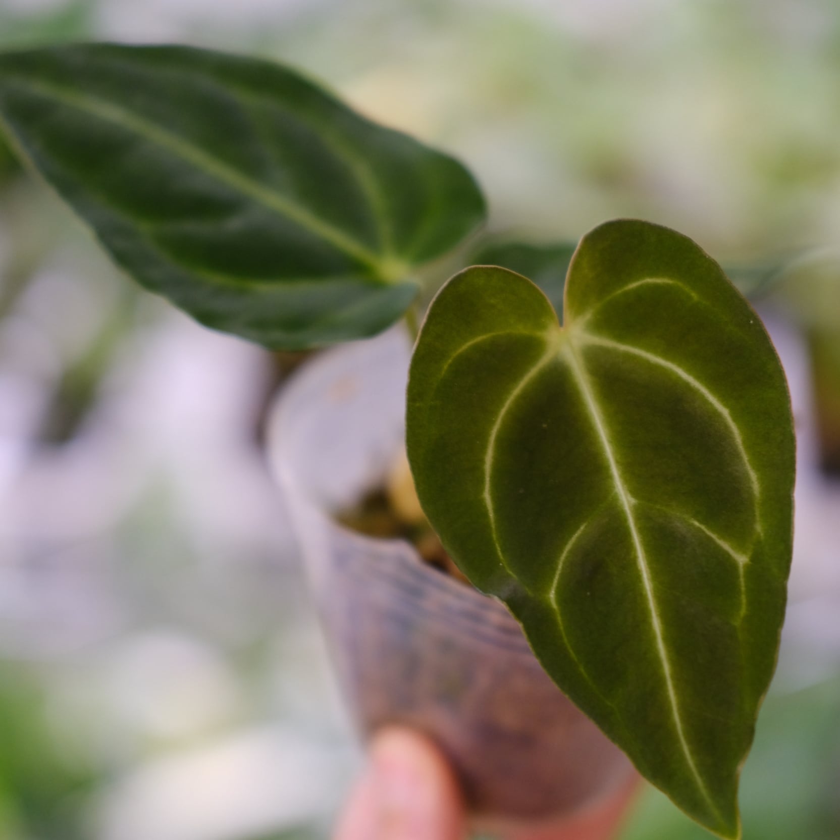アンスリウム・レガレ / Anthurium Regale④ / 観葉植物<育て方・花