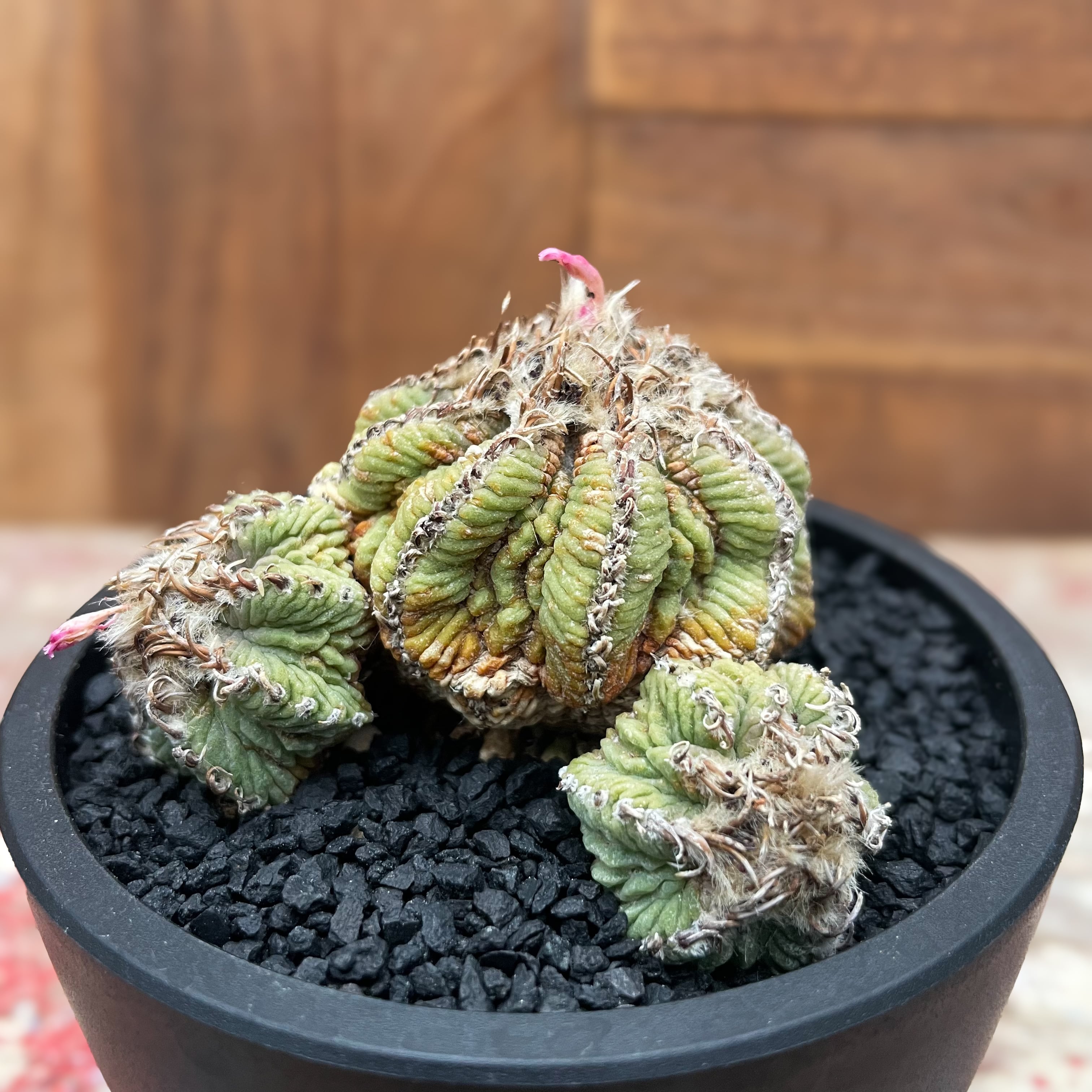 Aztekium ritteri【アズテキウム・花籠・実生】 | RIMO'S GREEN