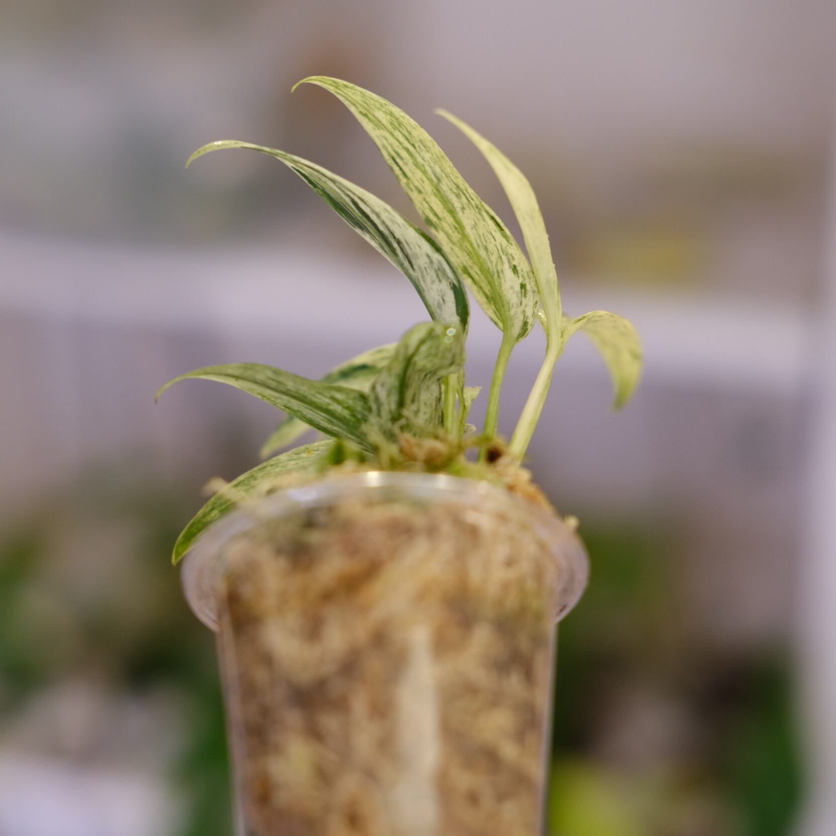 Scindapsus Mutiara│スキンダプサス ムティアラ│観葉植物