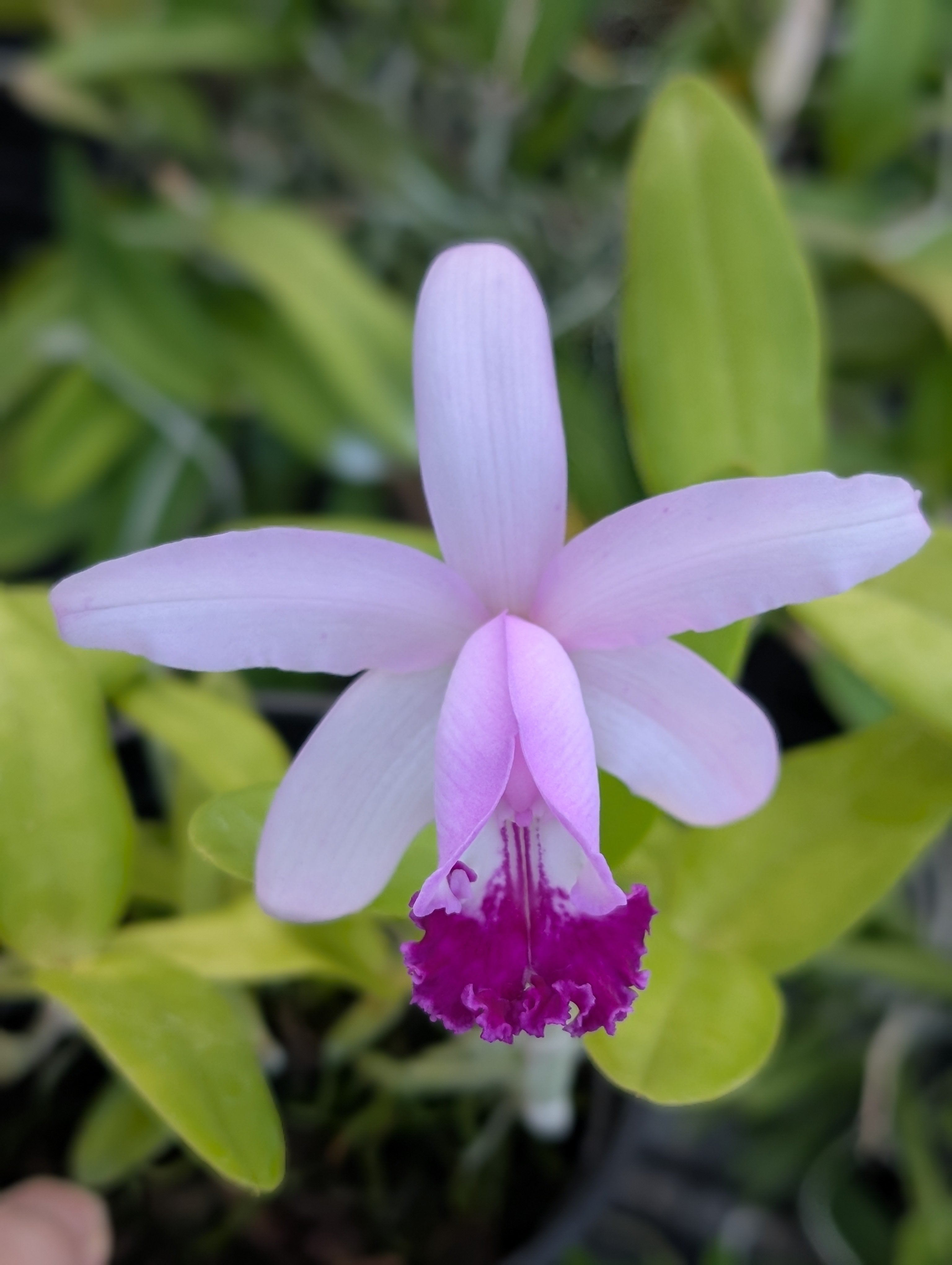 C. 原種洋蘭 C. intermedia v. concolor '8283' x 'da RF' Walkerinter