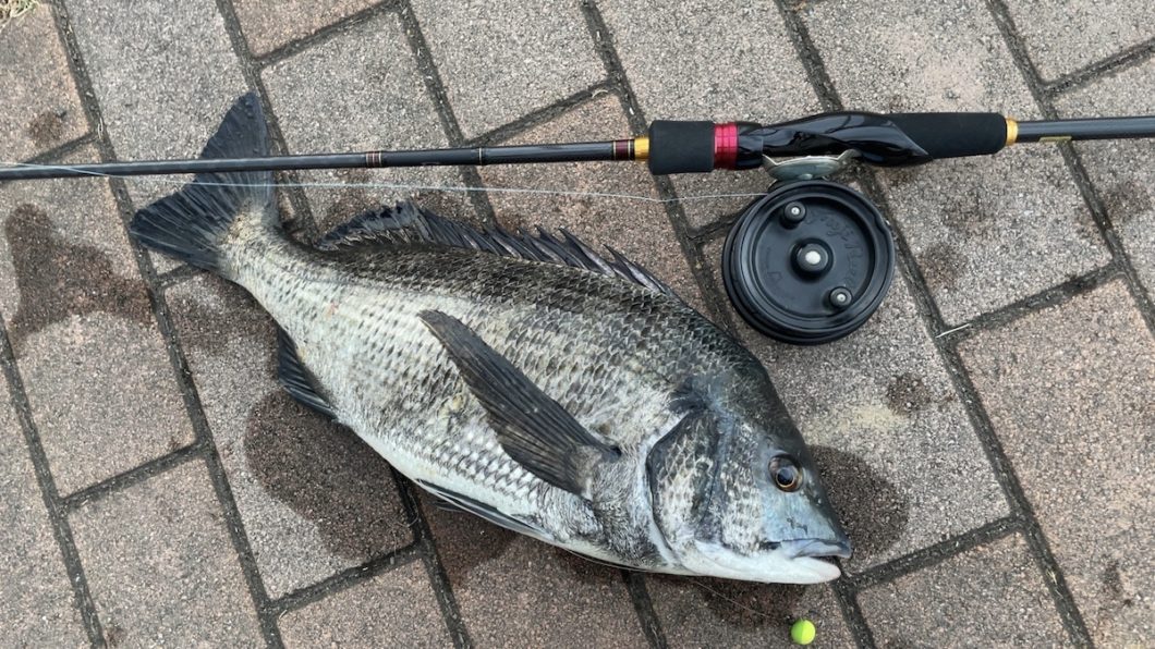 夏のお楽しみ！疑似餌によるクロダイ落とし込み釣り（ヘチ釣り