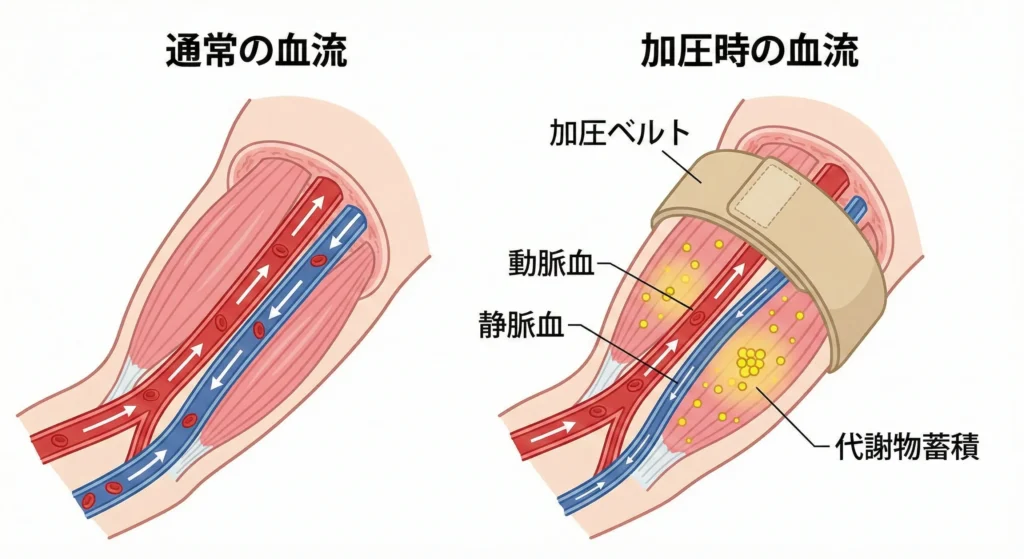 2026年版】加圧トレーニングを自分でやる完全ガイド｜必要な器具から