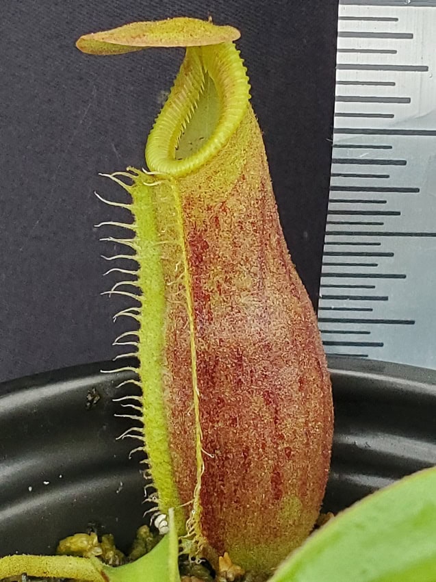 Nepenthes spathulata x lowii BE 4517 – Bergen Water Gardens, Lotus
