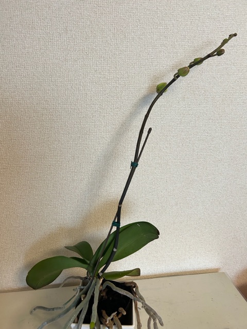胡蝶蘭（コチョウラン）の花芽が出てきた様子2024～2025年 | ベランダ