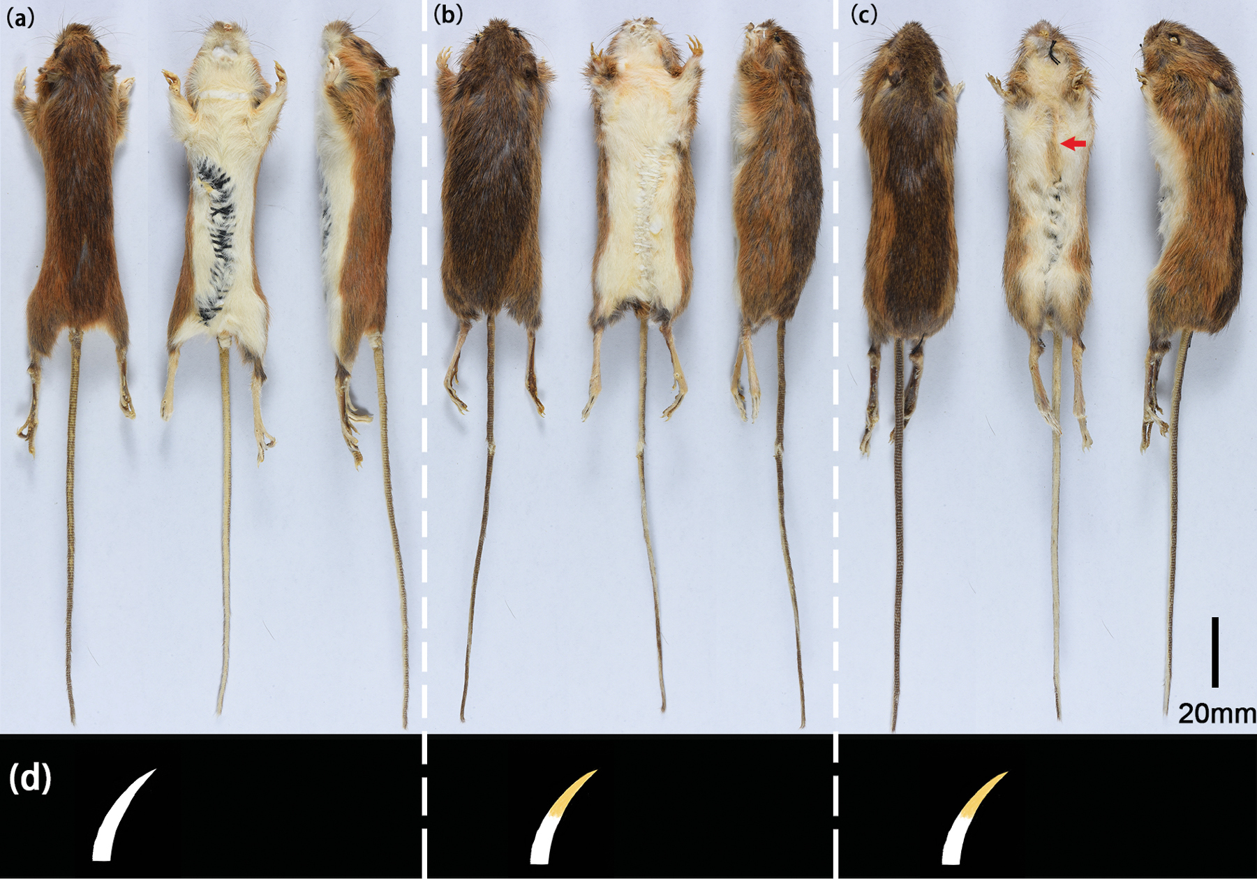 Molecular phylogeny and taxonomy of the genus Eozapus (Mammalia