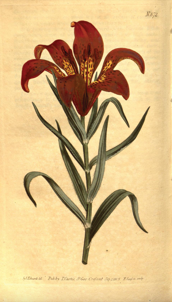 The History and introduction of the Daurian Lily Lilium