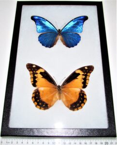 BicBugs Morpho helena blue white butterfly Peru
