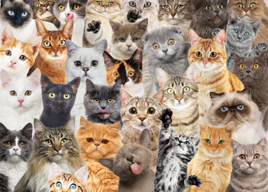 All The Cats 1000 Piece Puzzle — Bird in Hand