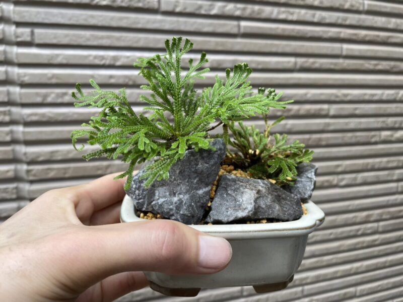 イワヒバ（岩松）を植える！将来は岩盤盆栽へしたいよね！ | BonGreen