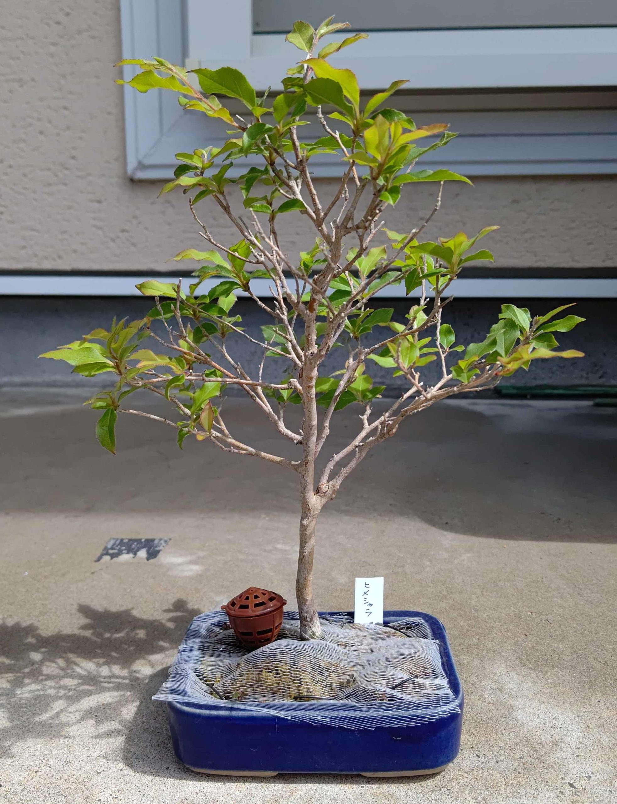 ヒメシャラ - 盆樹流（ぼんじゅーる）