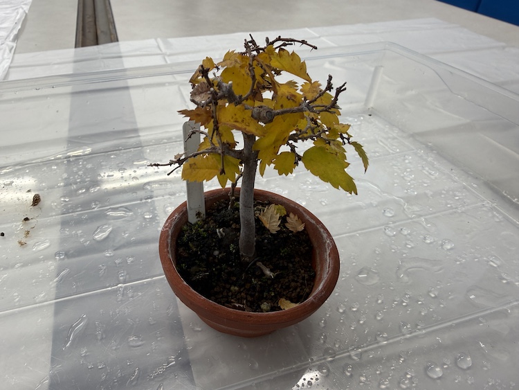 欅 アーカイブ - 盆樹流（ぼんじゅーる）