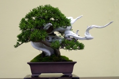 真柏 Chinese Juniper - 盆栽日本 Bonsai Japan