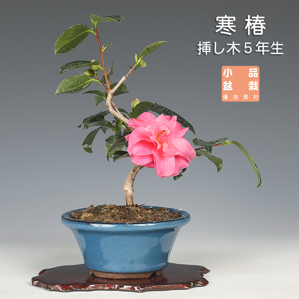 陶雀・雀子小鉢3点セット | 盆栽、盆栽書籍、盆栽鉢の通販│近代出版