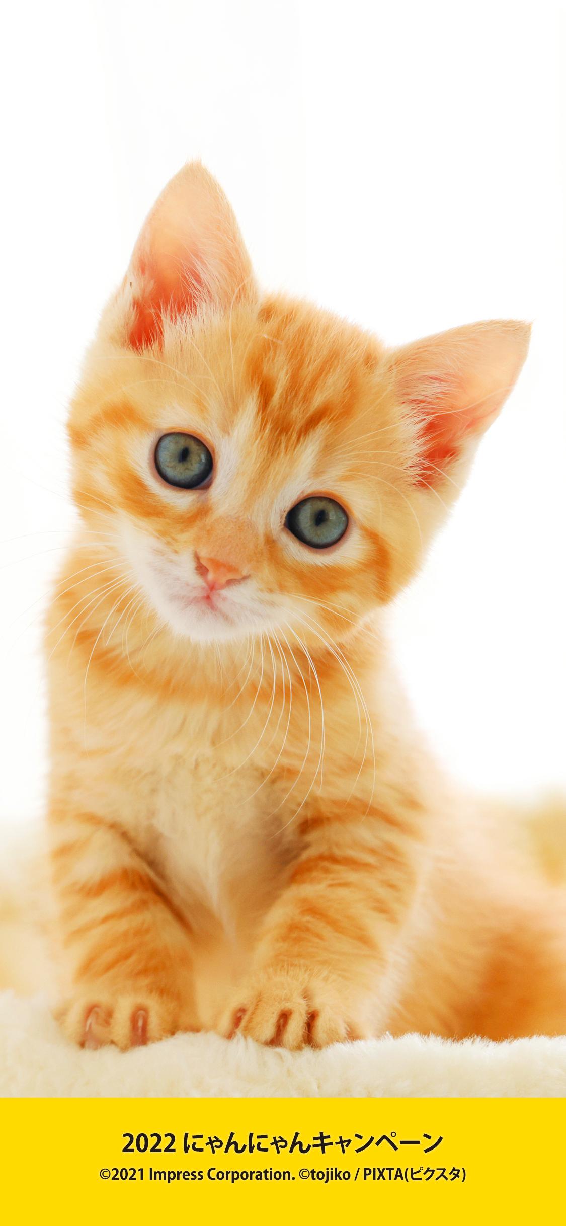 2022 にゃんにゃんキャンペーン - インプレスブックス