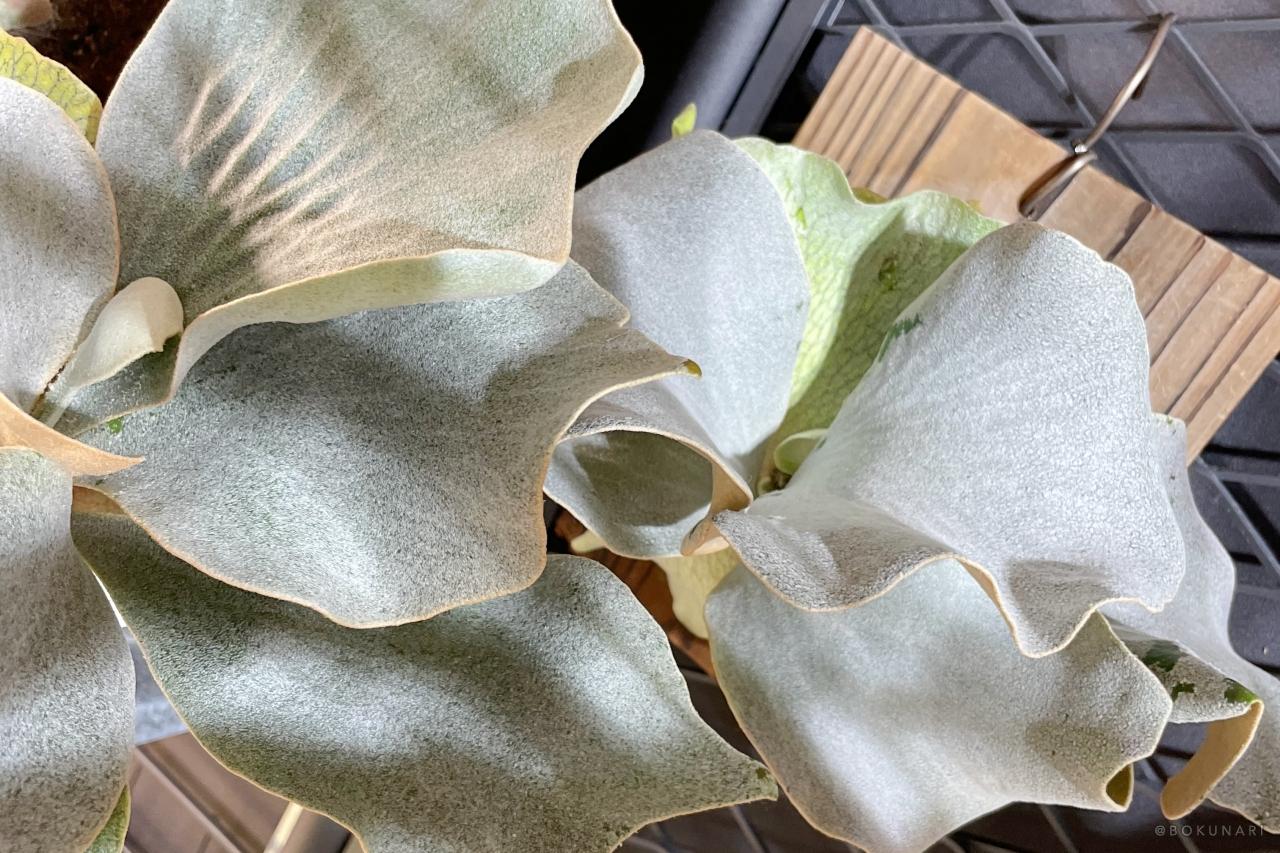 P. Ginka」胞子培養2年目の記録。未来のビカクシダに出会うまで【銀スポ】