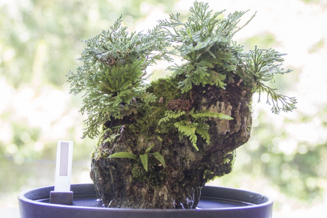イワヒバ - 植物図鑑