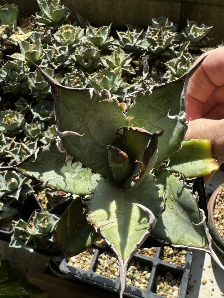 アガベ】チタノタ 実生株の育成のすすめ 成長記録と育て方 | BOTANICAL