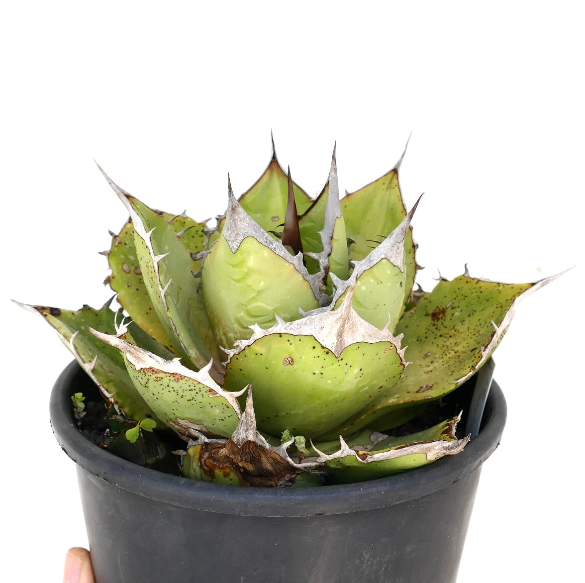 アガベ・オテロイ | Botanical Archive | ユニークな多肉植物を手に