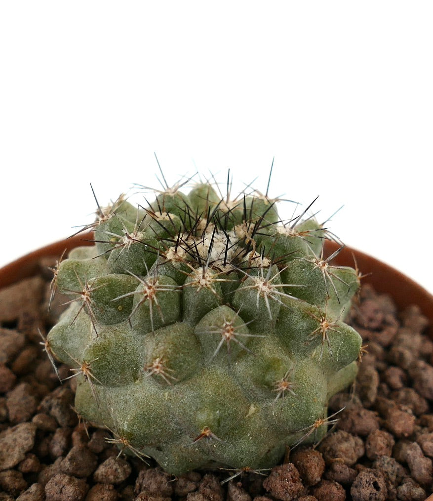 Copiapoa dura Hybrid | Botanical Archive | Unique Succulent Variety