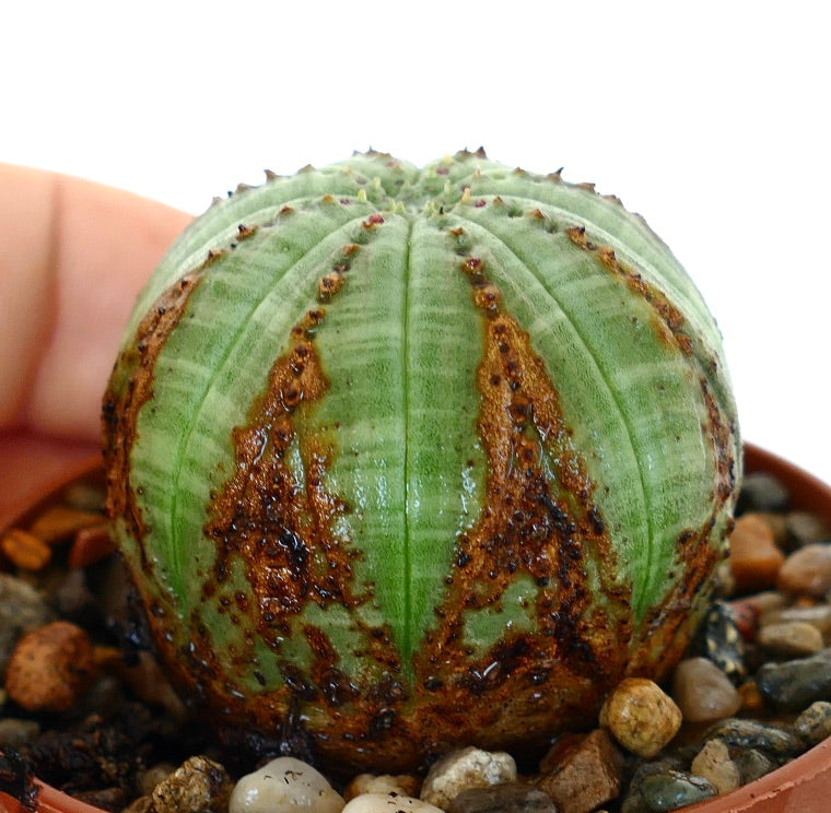 ユーフォルビア・オベサ | Botanical Archive | ユニークで希少な発見