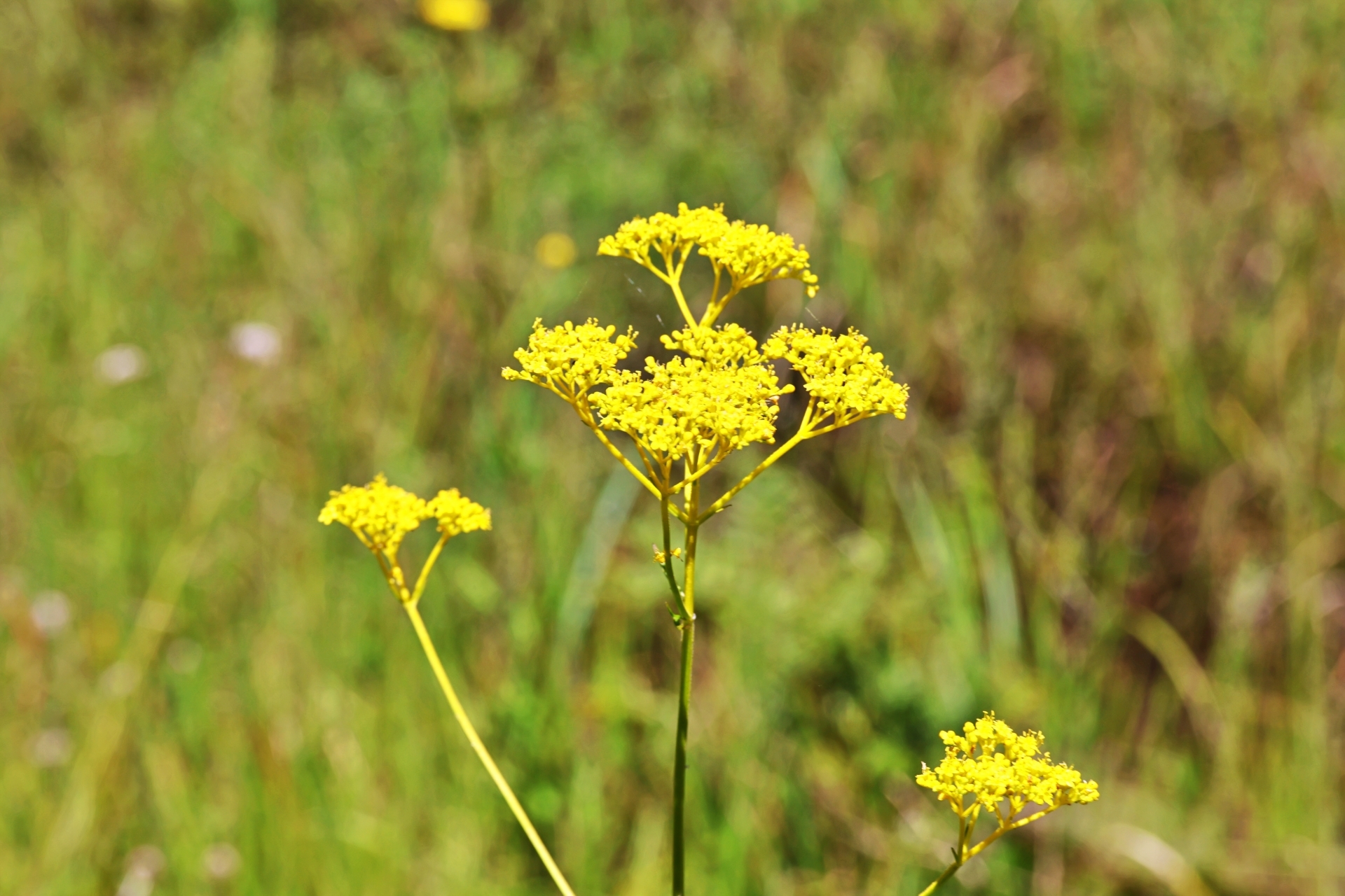 10月9日の誕生花は？オミナエシやフェンネルの花言葉・由来を紹介