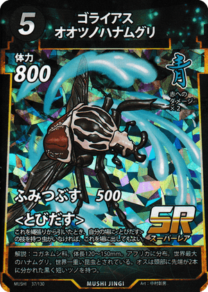 ゴライアスオオツノハナムグリ（ゴライアスオオツノハナムグリ） - 蟲