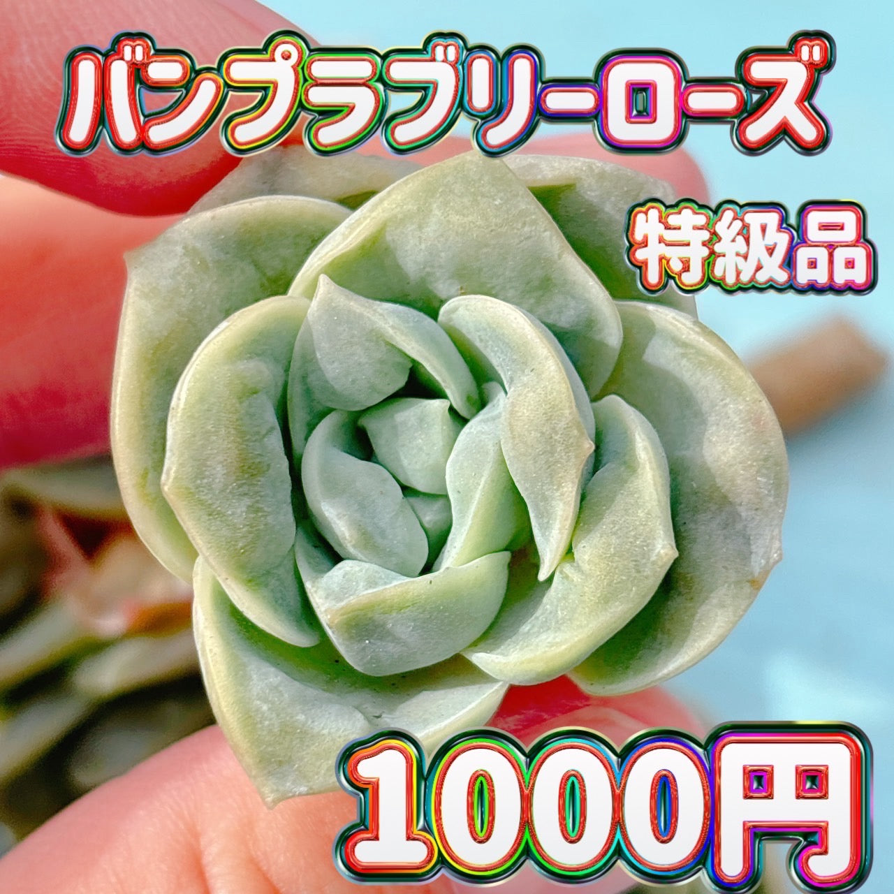 バンプ ラブリーローズ 特級品 – Bull Succulent