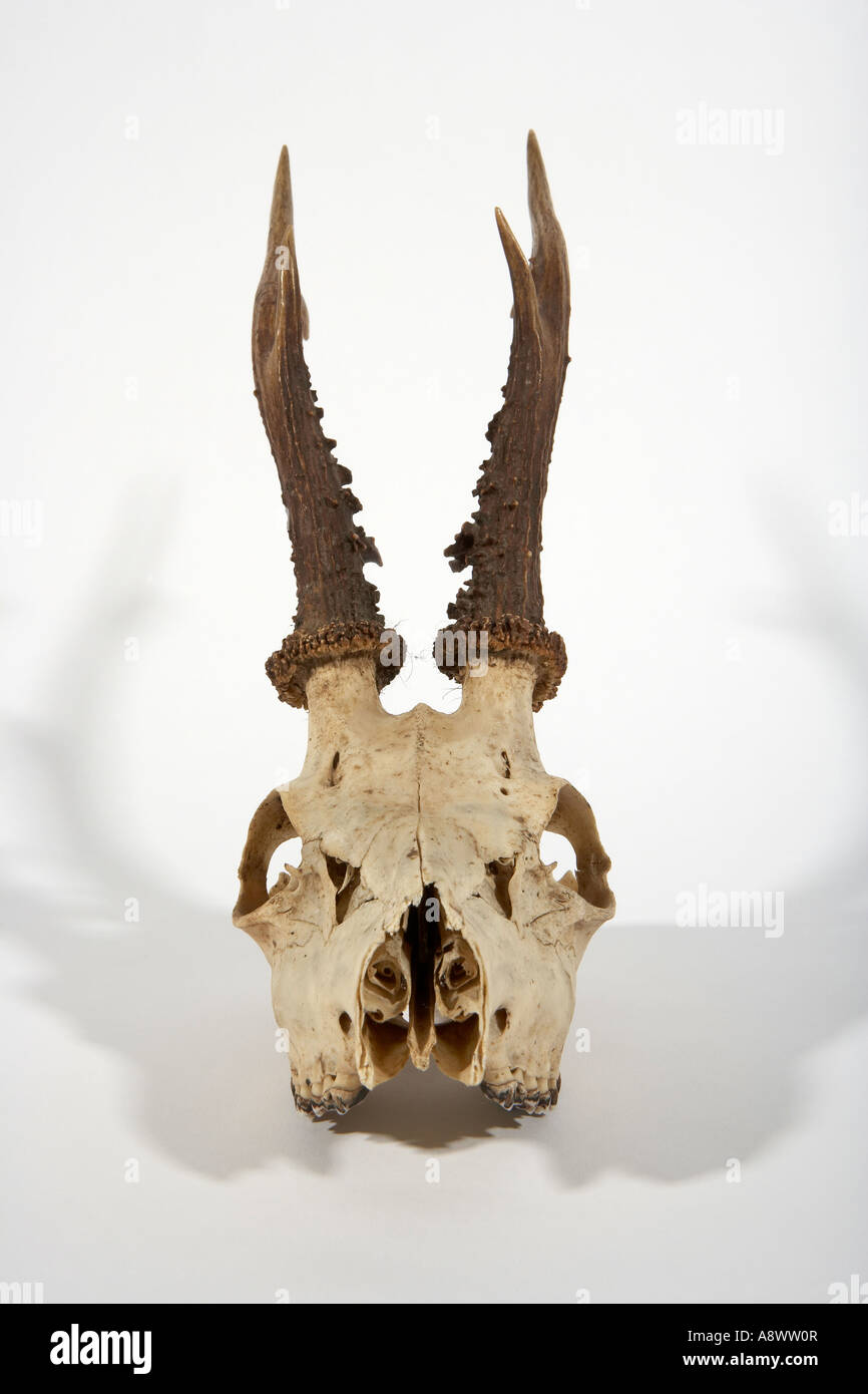 Skull and antlers of a Roe Deer Capreolus capreolus England UK