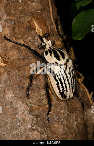 Goliath Käfer, Goliathus orientalis, in der Congos und Tansania