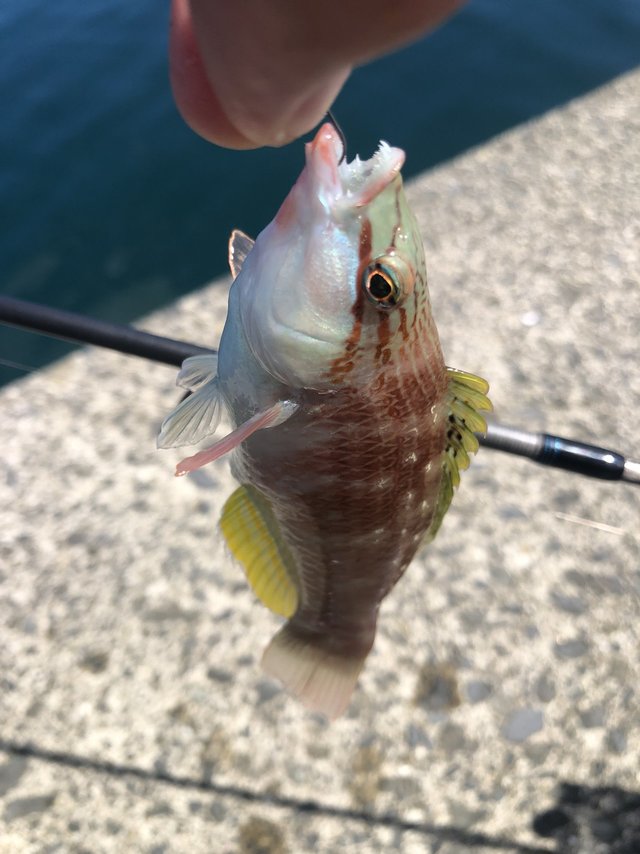 ダイワ エギングロッド エメラルダス AIR 80LML・K(2ピース)【即日発送