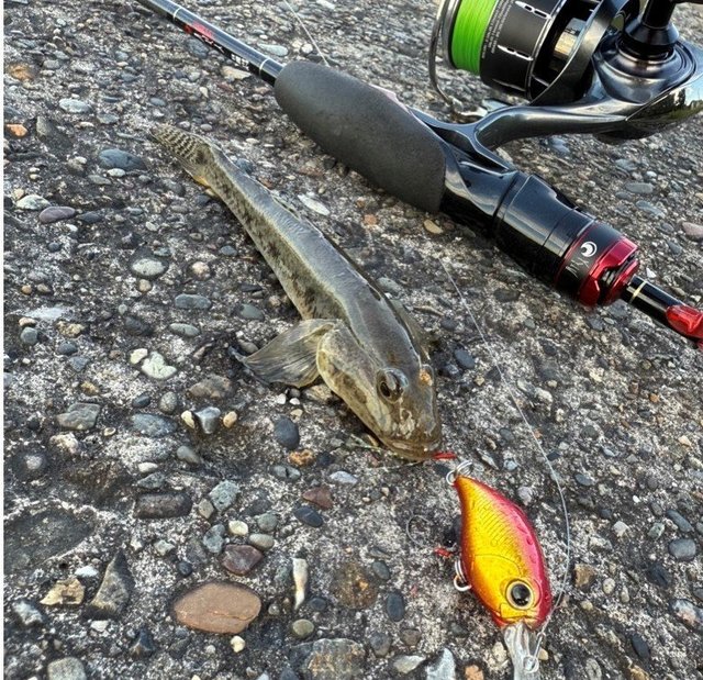 ダイワ スピニングリール 24ルビアス ST SF2000SS-H【即日発送】(ST