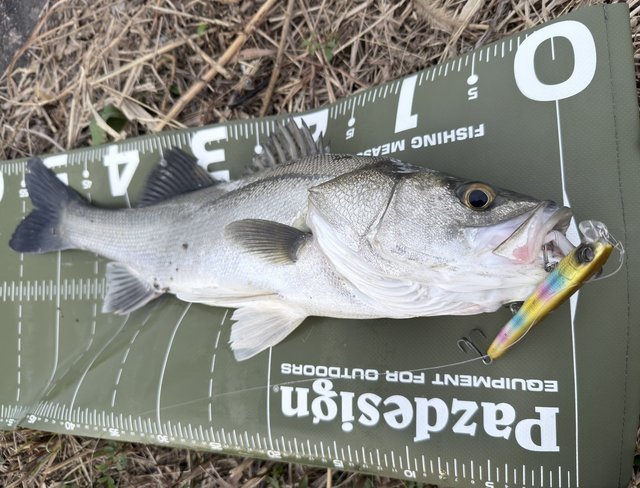 エバーグリーン シーバスロッド アバンギャルドZAGS-87L/MLR