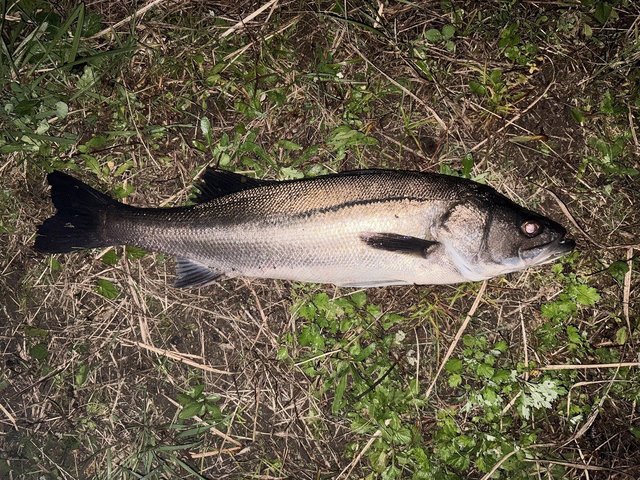 ヤマガブランクス アーリー 93M for Seabass ※店頭受け取り/店舗で決済