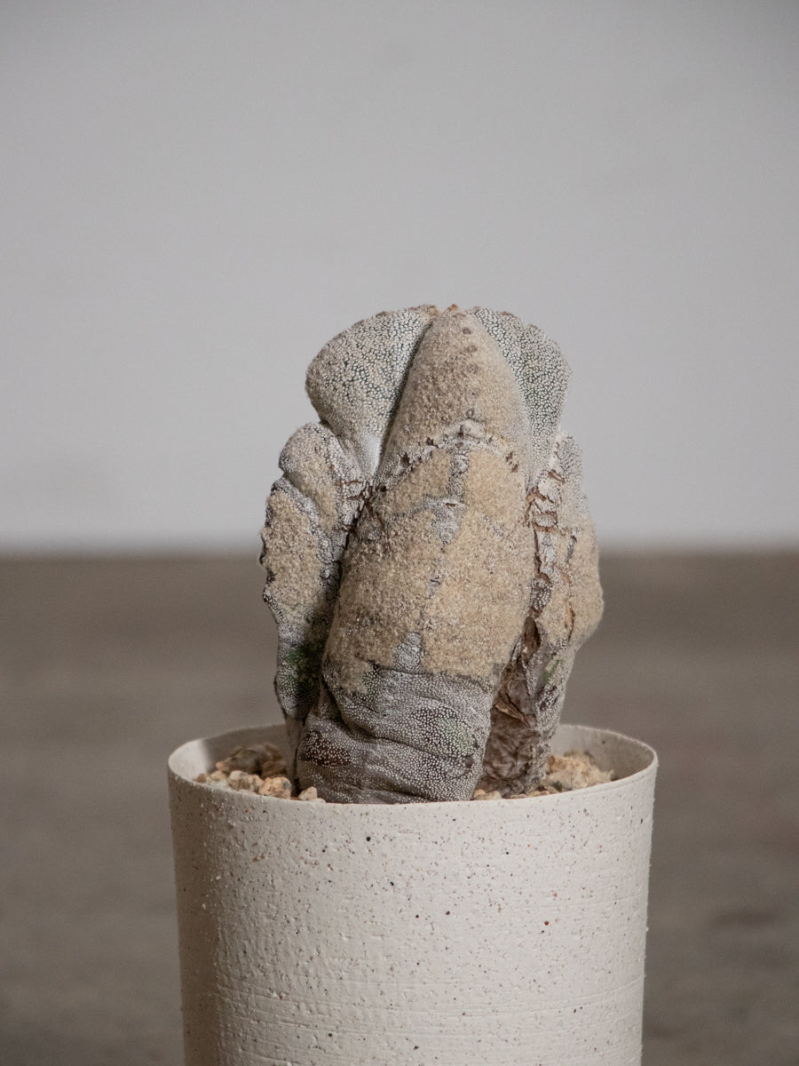 アストロフィツム・オンヅカランポー