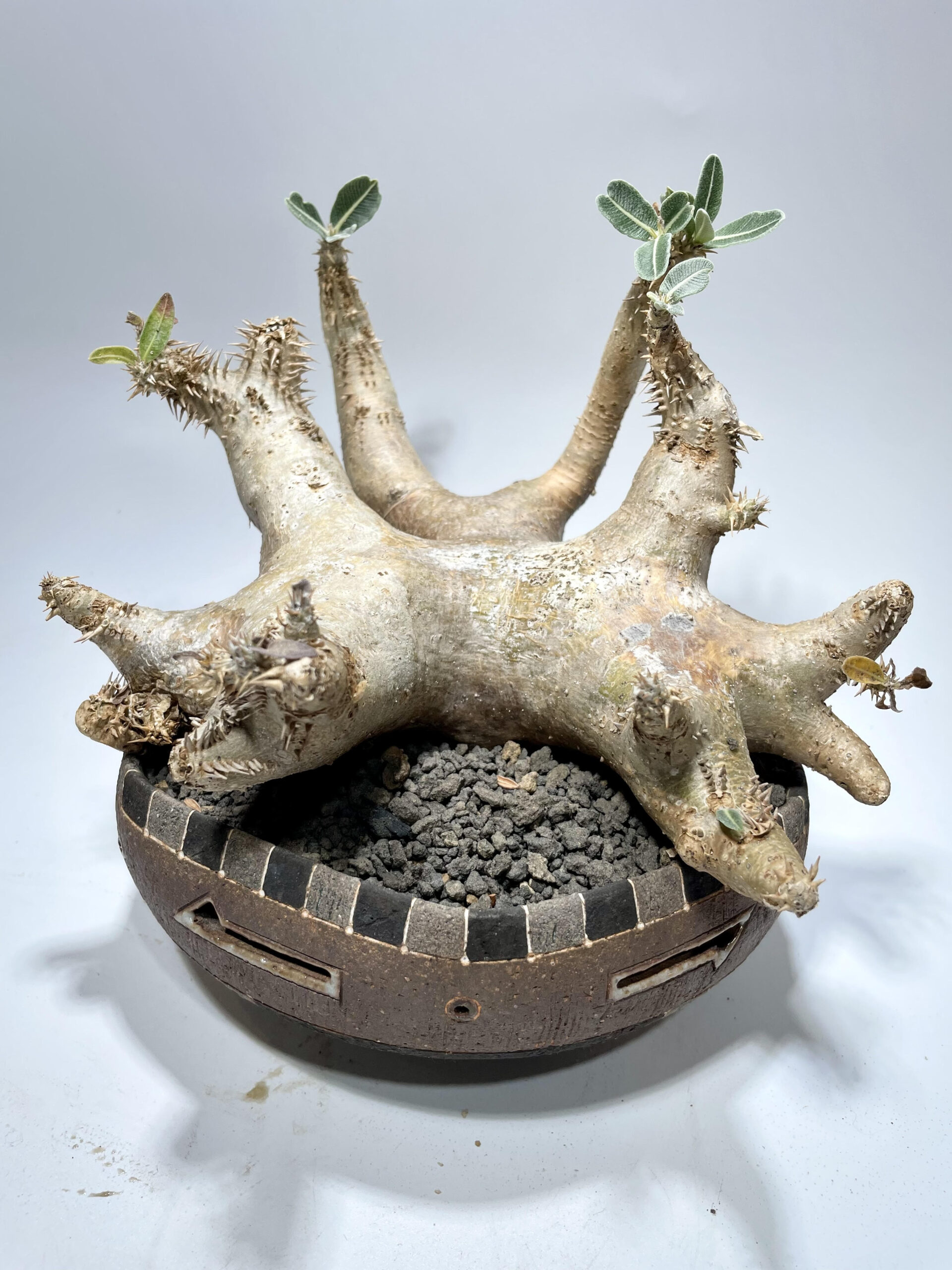 パキポディウム マカイエンセ 現地球 – Caudex