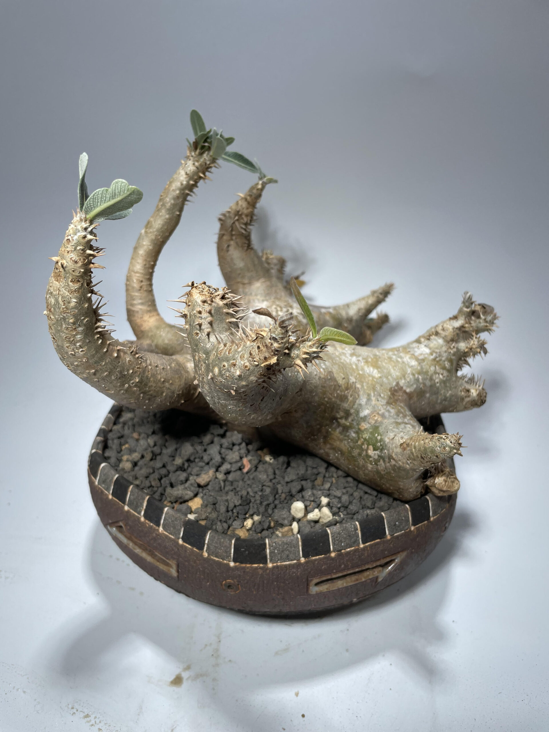 パキポディウム マカイエンセ 現地球 – Caudex