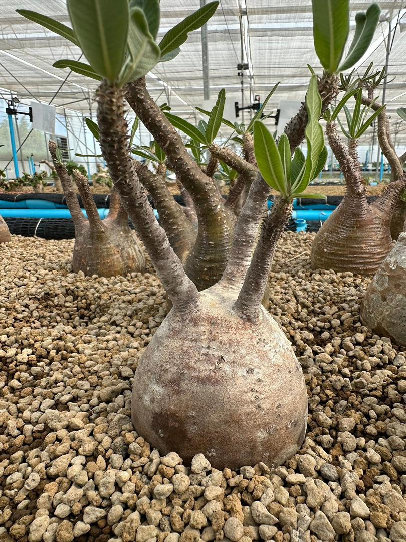 Pachypodium Gracilius -Buy Best Quality #1 Caudex Farm