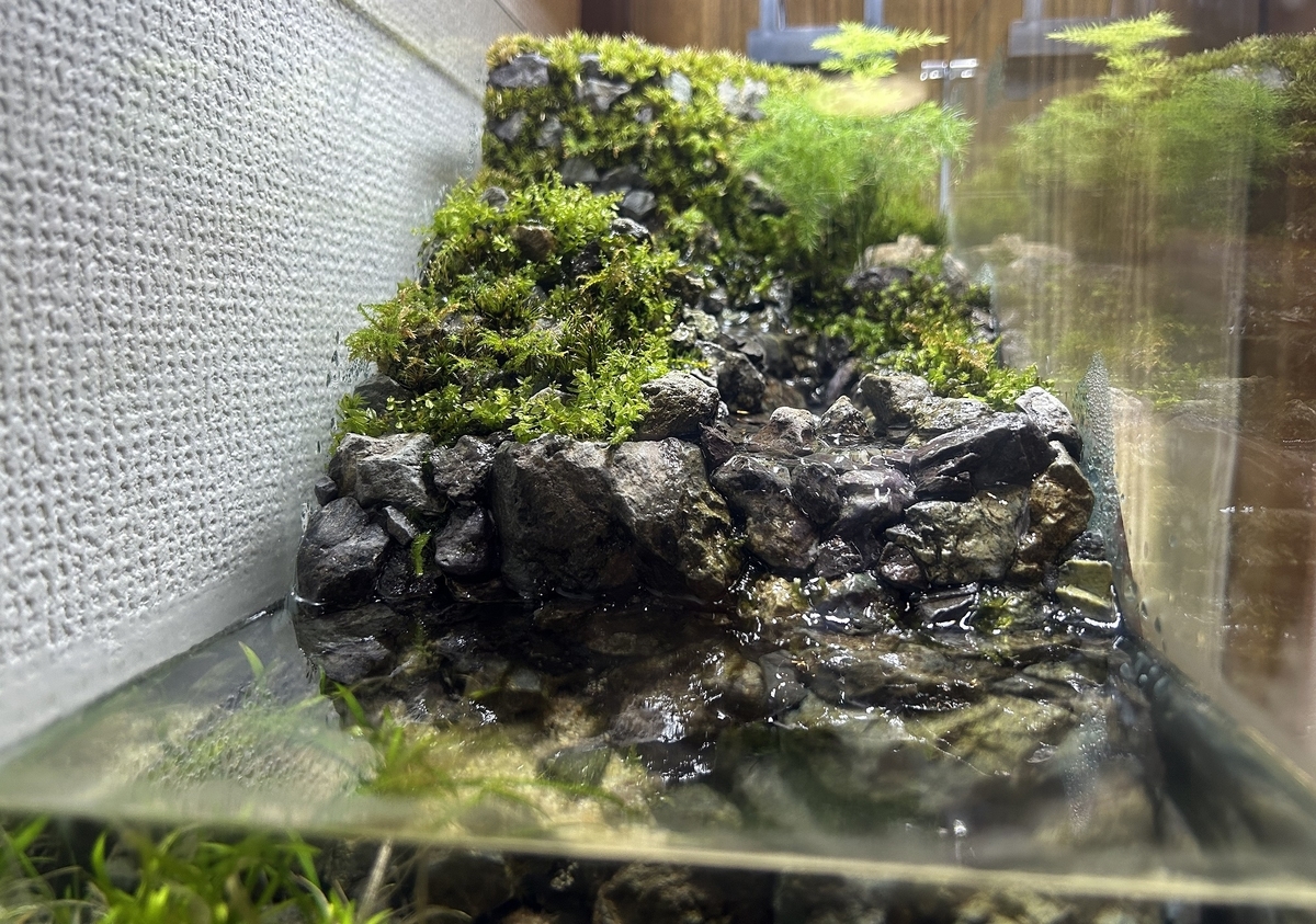 川の流れるアクアテラリウム作成⑩ ～完成～ - 淡水海水30cm生活
