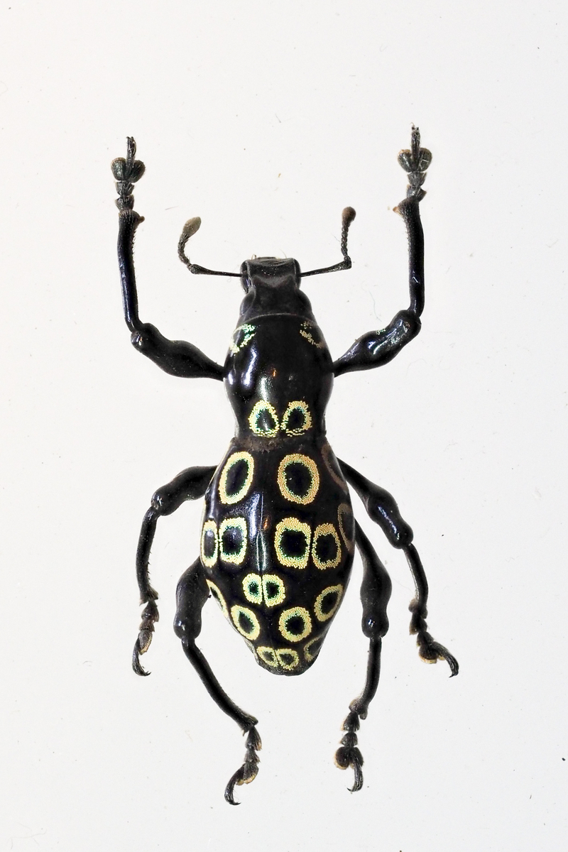 カタゾウムシ達 Pachyrhynchini - PAPUAの世界！！