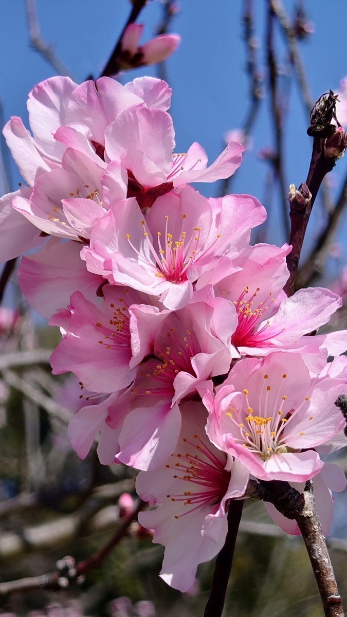 聖なる樹】見頃のアーモンドの花見と春の妄想【鶴見緑地公園