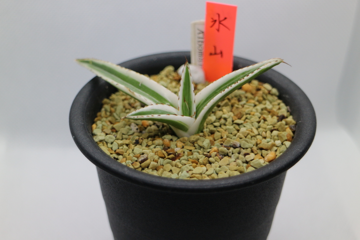 わが家で一番高価な多肉植物は……アガベ 氷山 - ブルックリンライフハック