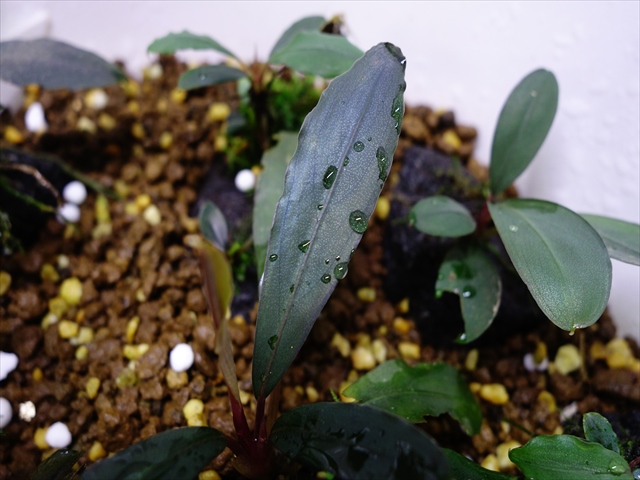 Bucephalandra sp 