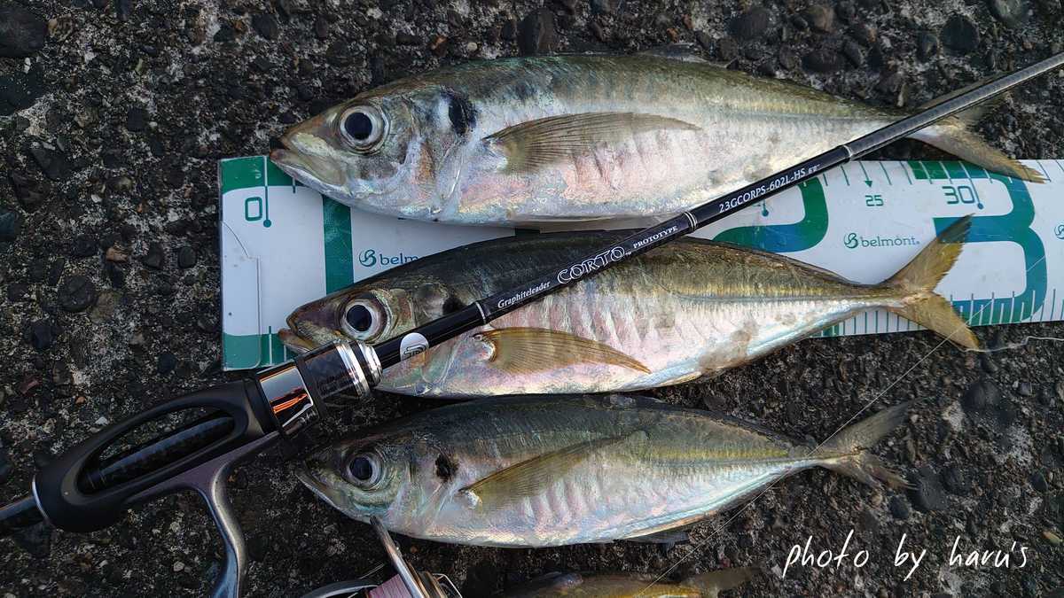 23コルトプロトタイプ インプレ&レビュー - 志摩尾鷲熊野でアジ アオリ